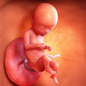 Read more about the article 16 Weeks of Pregnancy