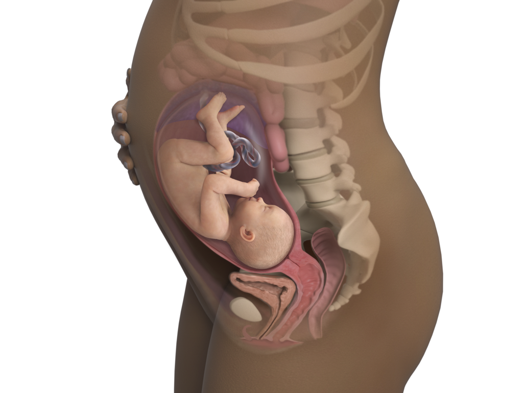 Read more about the article 31 Weeks Pregnant: Symptoms & Signs