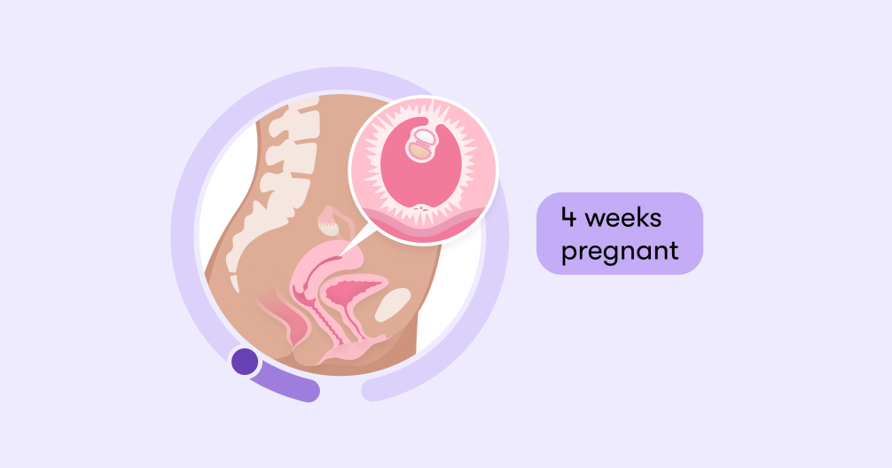 Read more about the article 4 weeks pregnant: Symptoms, tips, and baby development