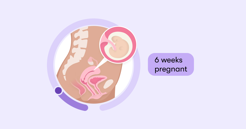 You are currently viewing 6 weeks pregnant: Symptoms, tips, and baby development