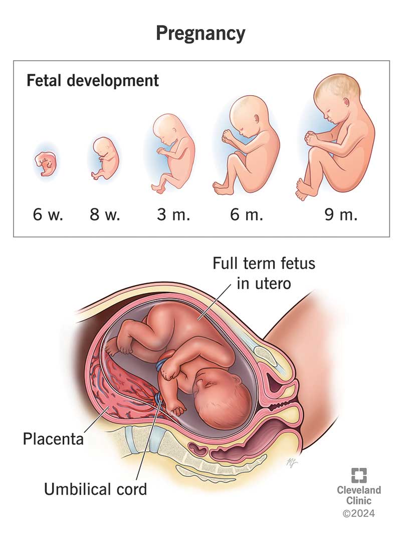 You are currently viewing Pregnancy: Gestation, Trimesters & What To Expect