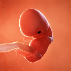 Read more about the article Week 8 of Pregnancy
