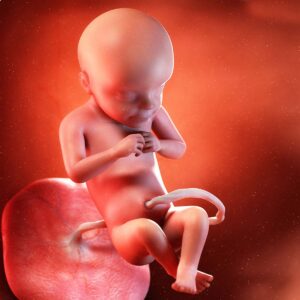 Read more about the article Week 28 of Pregnancy
